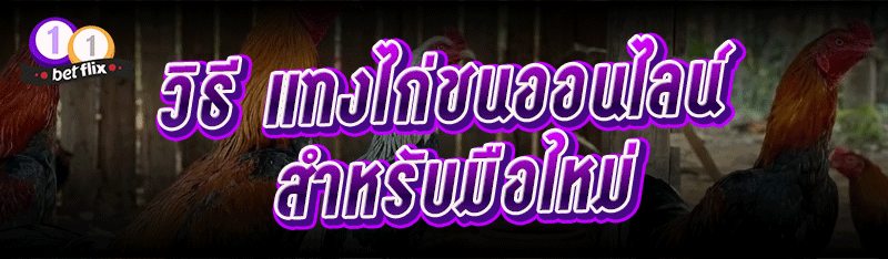 วิธี แทงไก่ชนออนไลน์ สำหรับมือใหม่
